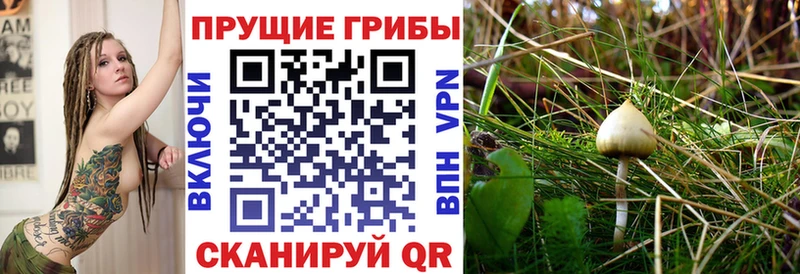 Псилоцибиновые грибы GOLDEN TEACHER  Комсомольск-на-Амуре 